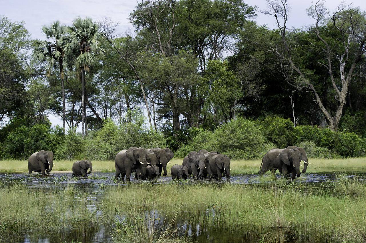 TOP 5 Luxury Safari Camps In Africa